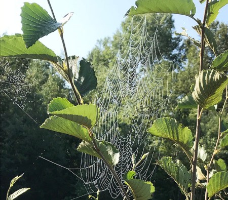 Spider's Web - Photo by Patrice