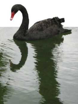 Black Swan ~ Photo by Patrice Black Swan ~ Photo by Patrice