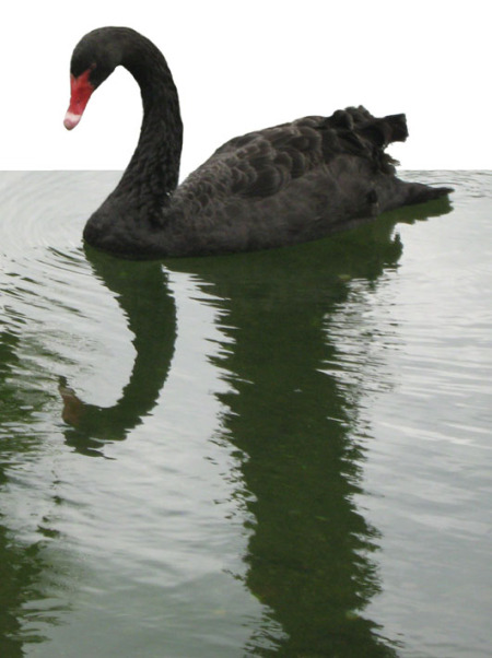 Black Swan ~ Photo by Patrice Black Swan ~ Photo by Patrice