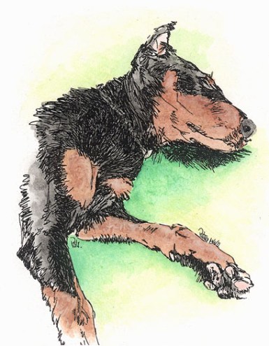 Dobie pup ~ Drawing by Patrice Dobie pup ~ Drawing by Patrice