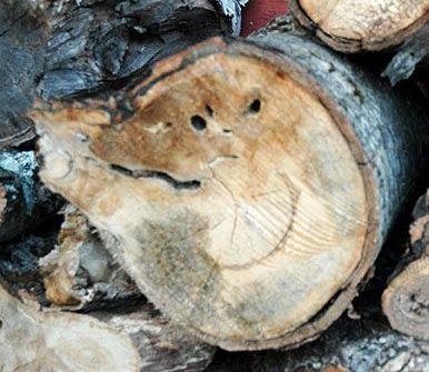 Wood Smiles and Sad ~ Photo by Patrice