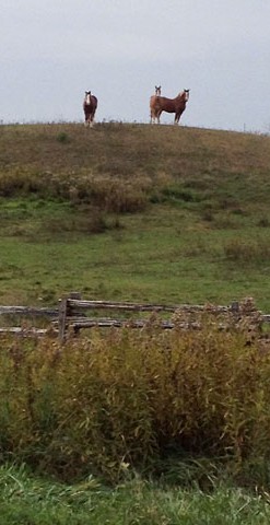 Horses on the hill ~ Photo by Patrice