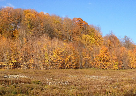 Golden Fall ~ Photo by Patrice Golden Fall ~ Photo by Patrice