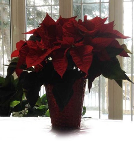 Poinsettia ~ Photo by Patrice Poinsettia ~ Photo by Patrice