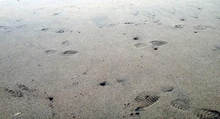 Footprints In the Sand ~ Photo by Patrice Footprints In the Sand ~ Photo by Patrice