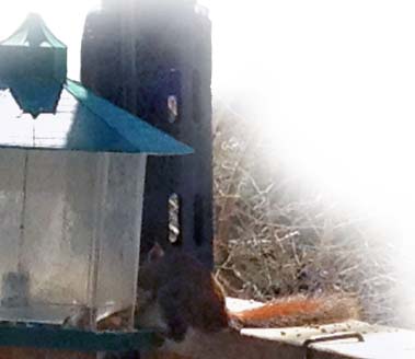 Squirrel balancing on feeder ~ Photo by Patrice