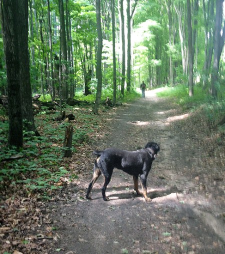 Thor on the Trail ~ Photo by Patrice Thor on the Trail ~ Photo by Patrice