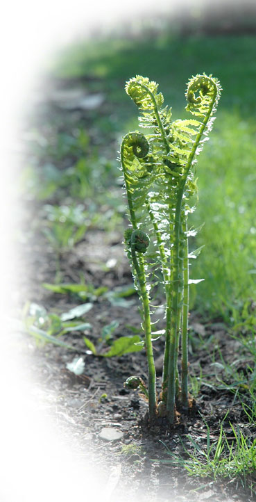 Rising Fiddle Head ~ Photo by Patrice