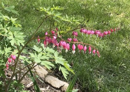Bleeding Hearts ~ Photo by Patrice