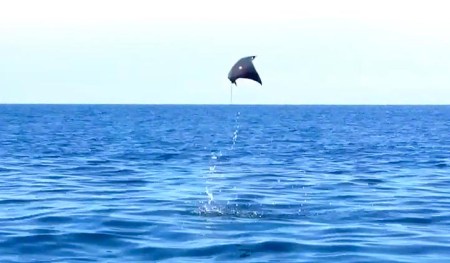 Flying Stingray ~ Photo by Patrice Flying Stingray ~ Photo by Patrice