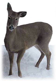 Perplexed Deer ~ Photo by Patrice Perplexed Deer ~ Photo by Patrice