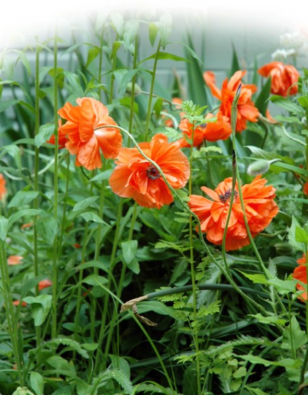 Poppies Red ~ Photo by Patrice Poppies Red ~ Photo by Patrice