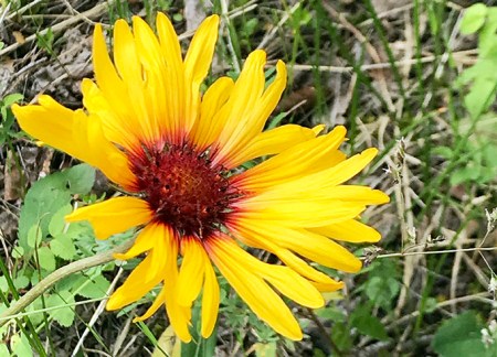 Alberta Daisy ~ Photo by Patrice
