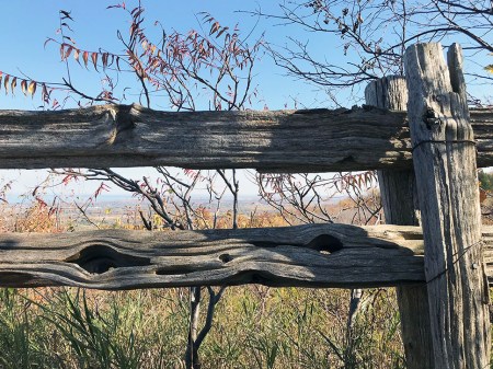 Face in the Fence ~ Photo by Patrice