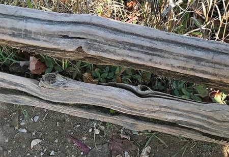 Goblin Fence ~ Photo by Patrice