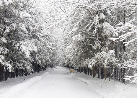After Snow Storm Quiet ~ Photo by Patrice