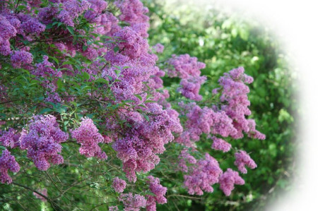 Spring Lilacs ~ Photo by Patrice Spring Lilacs ~ Photo by Patrice