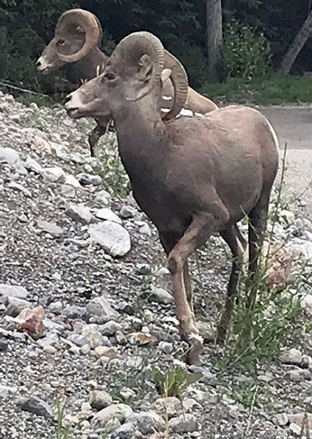 Mountain Goats - Photo by Patrice Mountain Goats - Photo by Patrice