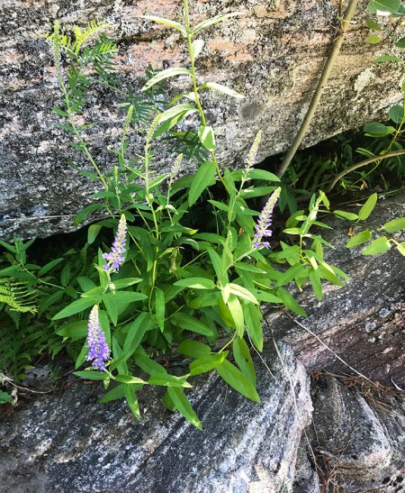 Purple Flower on Rock ~ Photo by Patrice