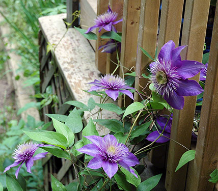 Purple Clementis ~ Photo by Patrice
