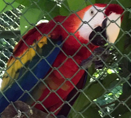 The Caged Bird ~ Photo by Patrice
