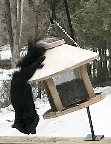 Hanging Squirrel ~ Photo by Patrice Hanging Squirrel ~ Photo by Patrice