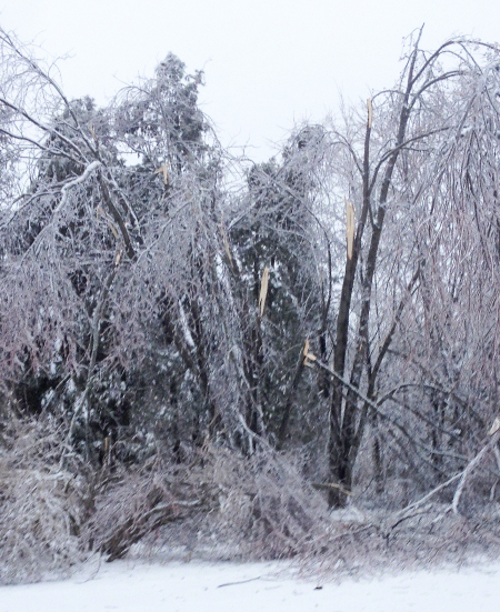 Ice Storm March 24, 2016 ~ Photo by Patrice Ice Storm March 24, 2016 ~ Photo by Patrice