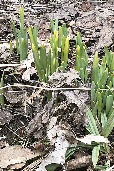 Spring Shoots ~ Photo by Patrice