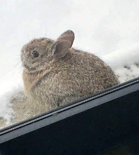 Cotten Tail ~ Photo by Patrice
