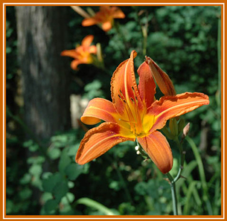 Orange Lily ~ Photo by Patrice