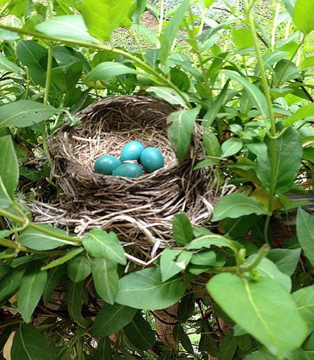 Robins Nest ~ Photo by Patrice Robins Nest ~ Photo by Patrice
