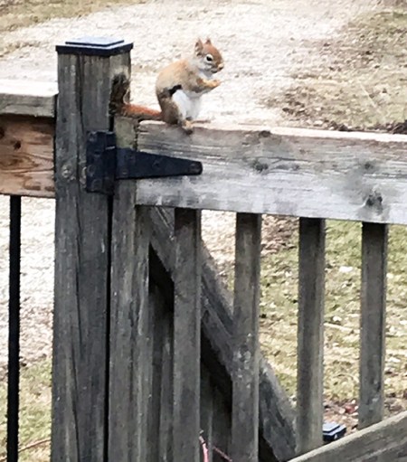 Squirrel Contemplating ~ Photo by Patrice