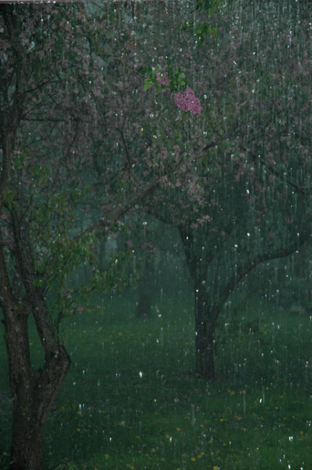 Blooms in a Storm ~ Photo by Patrice Blooms in a Storm ~ Photo by Patrice