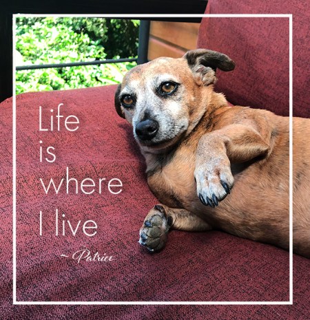 Life Is Where I Live ~ Affirmation by Patrice Life Is Where I Live ~ Affirmation by Patrice