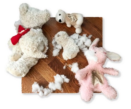 Teddy Bear Ripped ~ photo by Patrice
