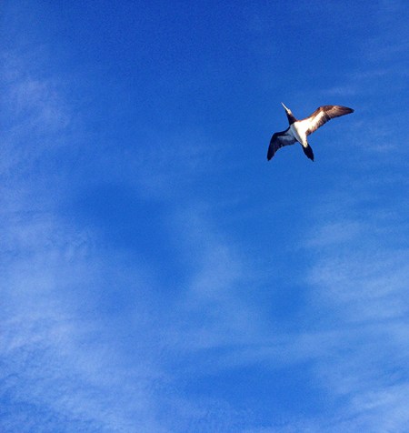 Flying Costa Rican Bird ~ Photo by Patrice Flying Costa Rican Bird ~ Photo by Patrice