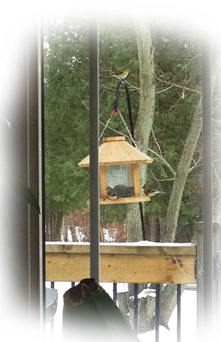 Finches at Feeder ~ Photo by Patrice Finches at Feeder ~ Photo by Patrice