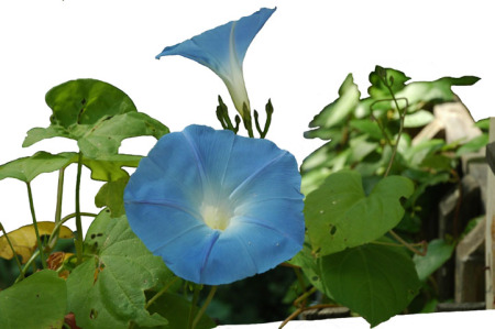 Morning Glories ~ Photo by Patrice Morning Glories ~ Photo by Patrice