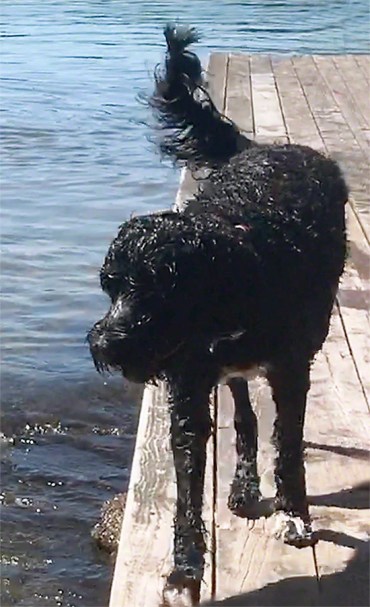  Riley Passed Away Yesterday ~ Photo by Patrice