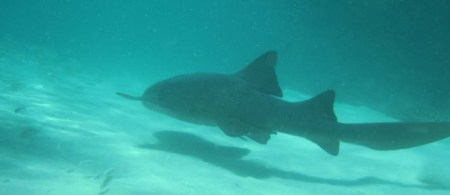 Nurse Shark ~ Photo by Patrice
