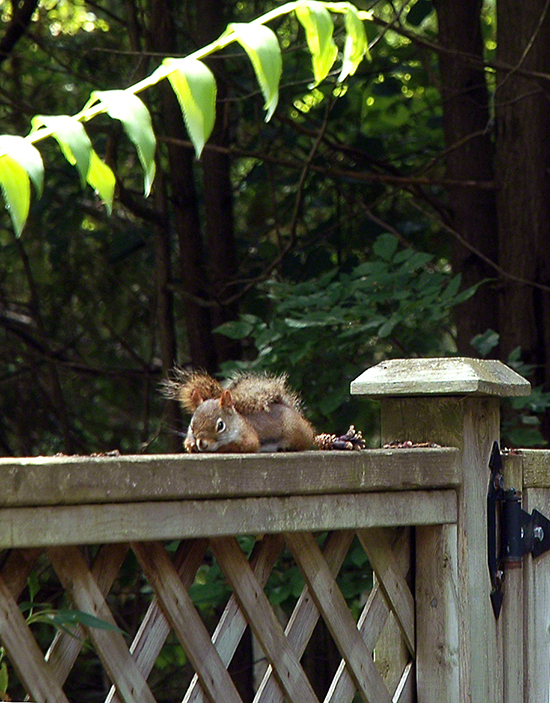 Sleeping Squirrel ~ Photo by Patrice