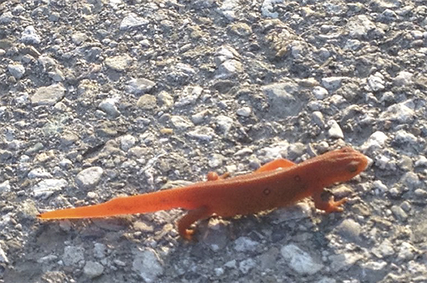 Red Salamander ~ Photo by Patrice