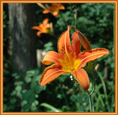 Orange Lily ~ Photo by Patrice