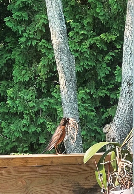 Heard A Robin ~ Photo by Patrice Heard A Robin ~ Photo by Patrice