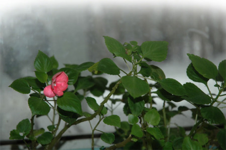 Winter Flower ~ Photo by Patrice Winter Flower ~ Photo by Patrice