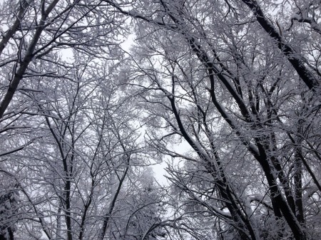 Winter Snow ~ Photo by Patrice Winter Snow ~ Photo by Patrice