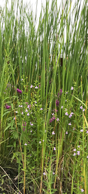 Wildflowers and Grasses - Photo by Patrice