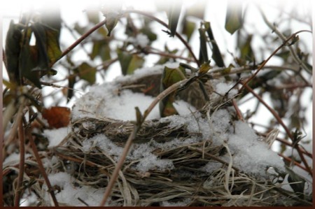 Robin's Nest in Snow ~ Photo by Patrice Robin's Nest in Snow ~ Photo by Patrice