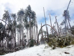 Broken Trees ~ Photo by Patrice