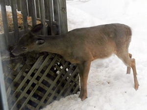Deer Eating Seeds ~ Photo by Patrice